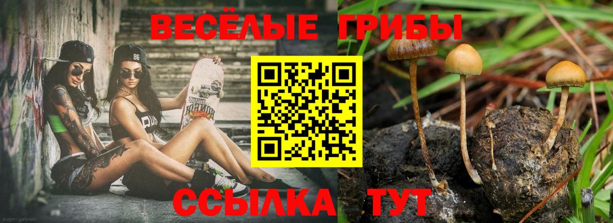 продажа наркотиков  Вход с VPN  Соль-Илецк  Псилоцибиновые грибы Psilocybe 